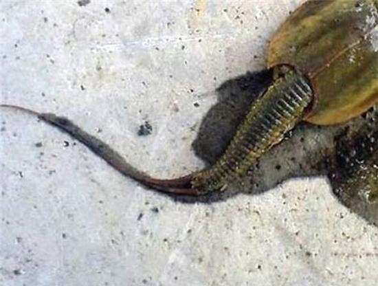 phat hien thuy quai 140 chan gay hoang mang hinh anh 2