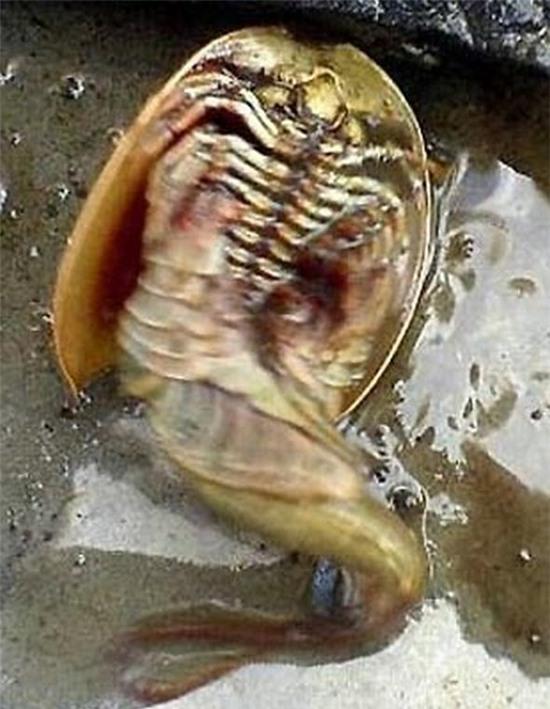 phat hien thuy quai 140 chan gay hoang mang hinh anh 3