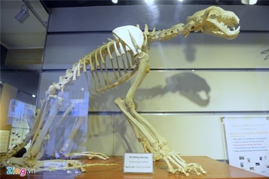 Bên trong Bảo tàng Thiên nhiên đầu tiên tại Việt Nam