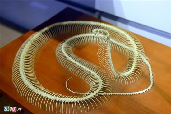 Bên trong Bảo tàng Thiên nhiên đầu tiên tại Việt Nam