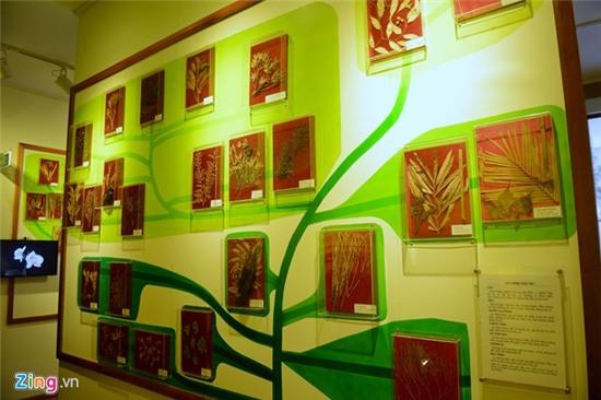 Bên trong Bảo tàng Thiên nhiên đầu tiên tại Việt Nam