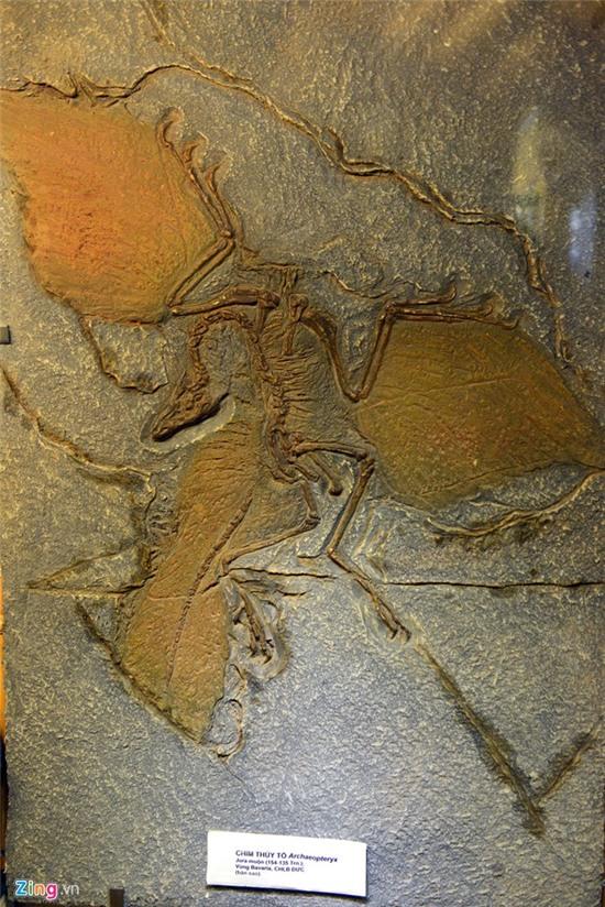 Bên trong Bảo tàng Thiên nhiên đầu tiên tại Việt Nam