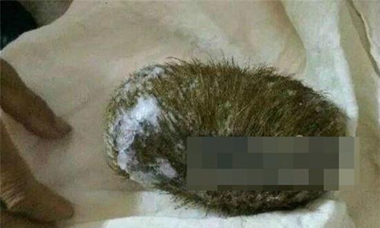 bo hon 1 ti dong mua... mo long lon hinh anh 1