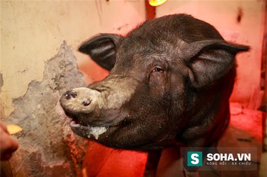 Chú lợn rừng có tên Quýt - 1 thành viên đặc biệt của đoàn xiếc 3 - Liên đoàn Xiếc Việt Nam.