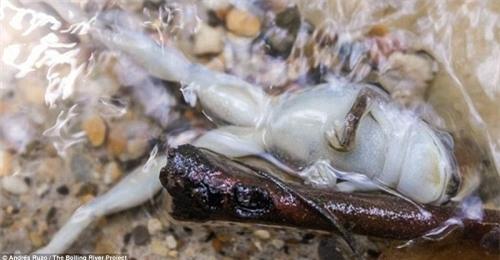 video: chiem nguong dong song 