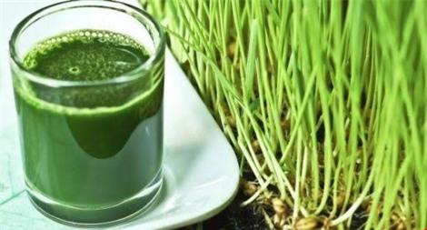 6. Cỏ lúa mì: Loại cỏ này có đặc tính chữa bệnh và nó còn chứa acid amin và các chất chống viêm. Uống một ly nước ép cỏ khi bao tử rỗng giúp bạn thanh lọc hệ tiêu hóa.