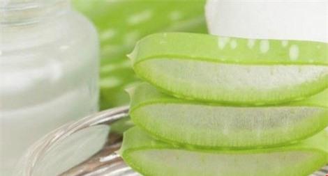 7. Lô hội: Đây là loại nước ép nổi tiếng với tác dụng thanh lọc cơ thể, loại bỏ các chất độc khỏi cơ thể. Ngoài ra, nước ép lô hội còn giúp tăng nhanh tốc độ chuyển hóa, giúp ích cho quá trình giảm cân.