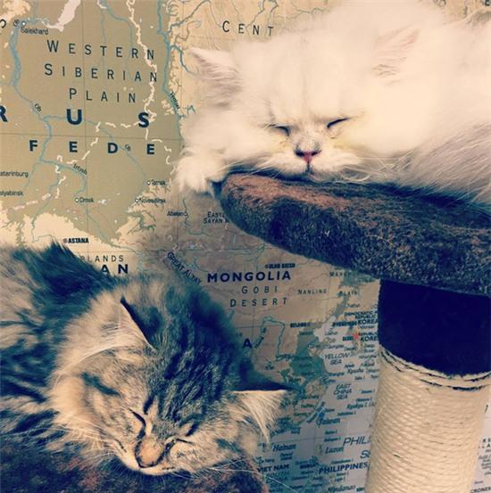 Chơi với mèo - việc nhẹ mỗi tháng kiếm gần 90 triệu đồng - Ảnh 1.