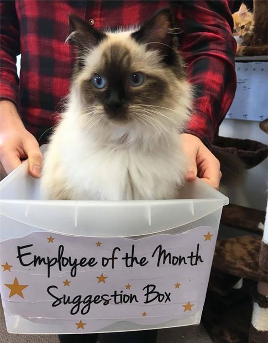 Chơi với mèo - việc nhẹ mỗi tháng kiếm gần 90 triệu đồng - Ảnh 3.