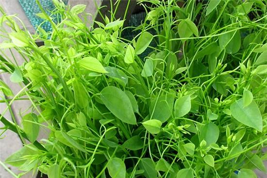 8-loai-rau-xua-khong-ai-an-gio-thanh-dac-san