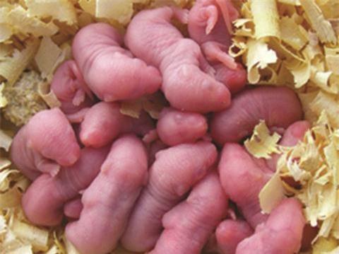 Chuột pinky được đem ngâm rượu