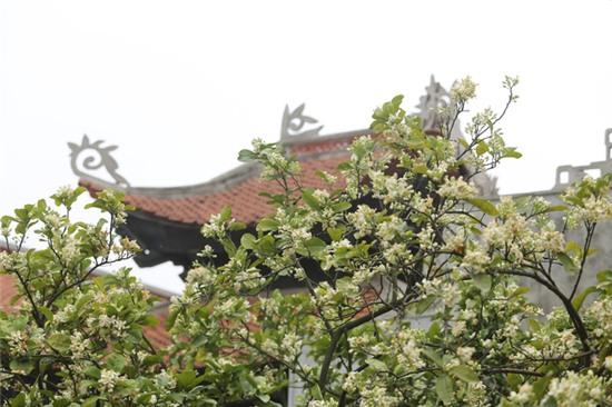 Hương bưởi tháng 3 ngào ngạt khắp phố