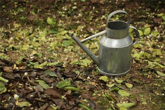 Hương bưởi tháng 3 ngào ngạt khắp phố