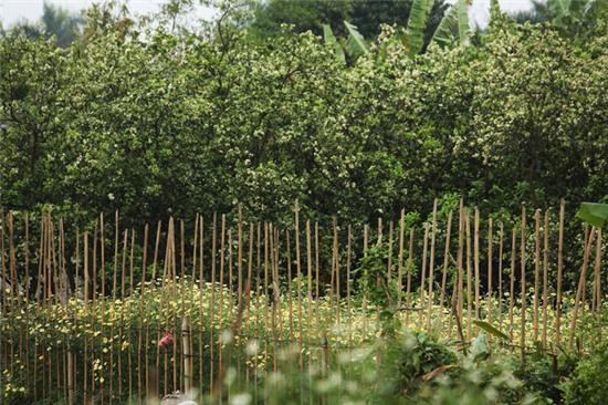 Hương bưởi tháng 3 ngào ngạt khắp phố