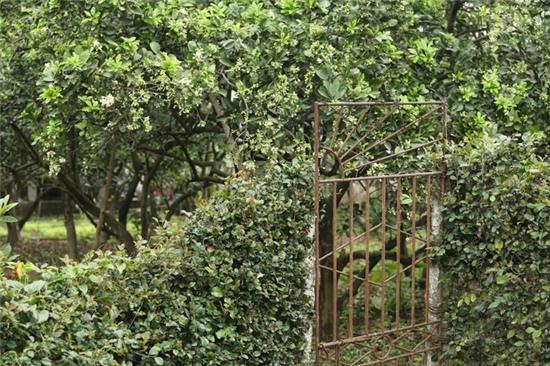 Hương bưởi tháng 3 ngào ngạt khắp phố