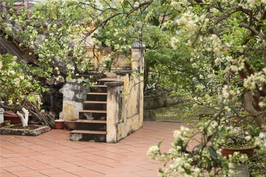 Hương bưởi tháng 3 ngào ngạt khắp phố