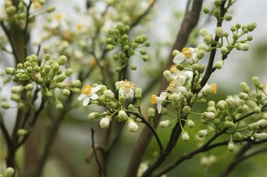 Hương bưởi tháng 3 ngào ngạt khắp phố