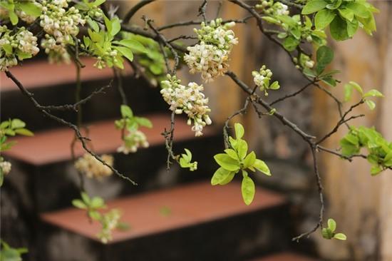 Hương bưởi tháng 3 ngào ngạt khắp phố