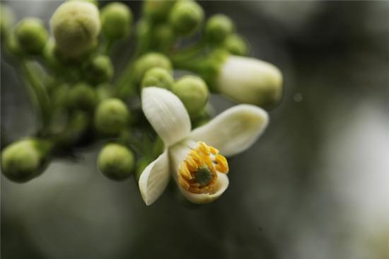 Hương bưởi tháng 3 ngào ngạt khắp phố