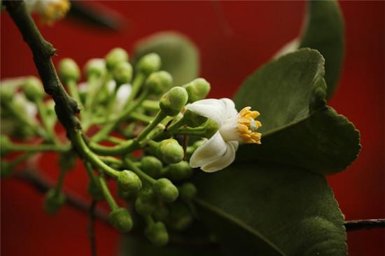 Hương bưởi tháng 3 ngào ngạt khắp phố