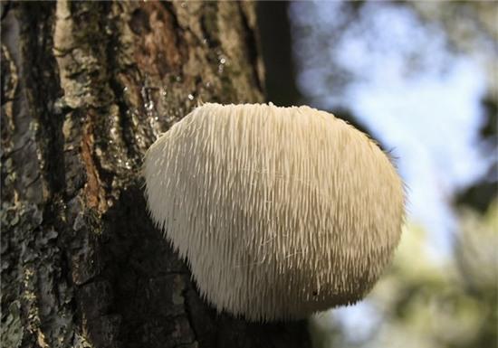 can canh loai nam co hinh dang la giong... dau khi hinh anh 1