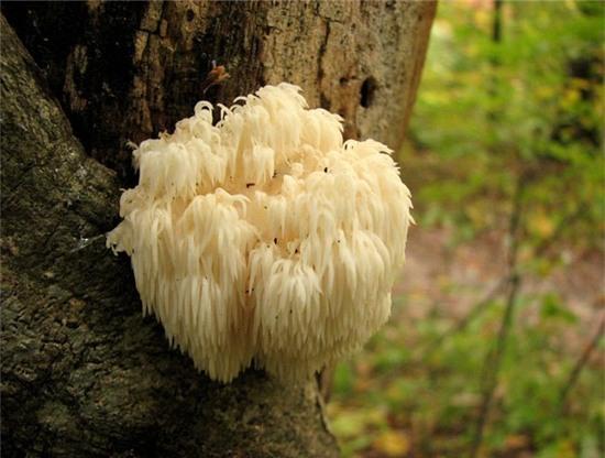 can canh loai nam co hinh dang la giong... dau khi hinh anh 11