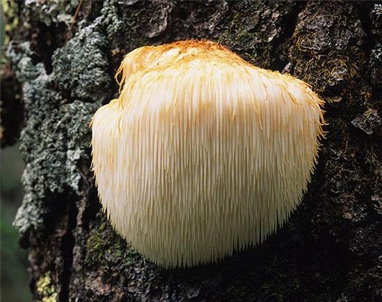 can canh loai nam co hinh dang la giong... dau khi hinh anh 2