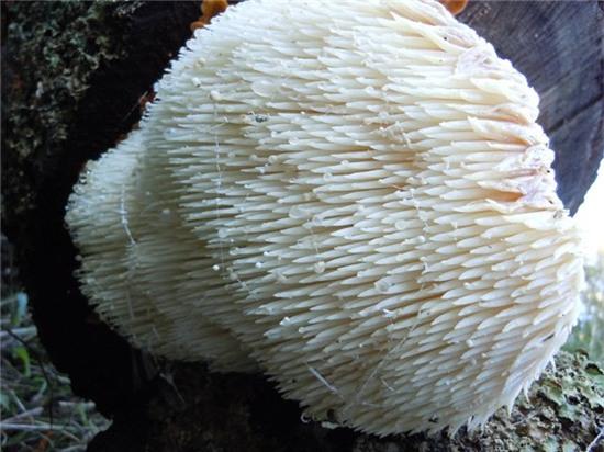 can canh loai nam co hinh dang la giong... dau khi hinh anh 5