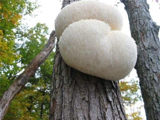 can canh loai nam co hinh dang la giong... dau khi hinh anh 6