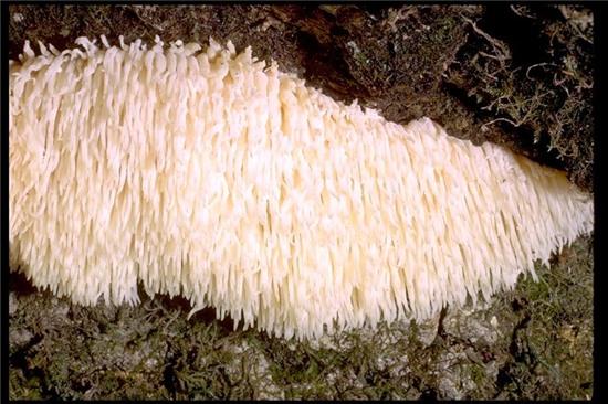 can canh loai nam co hinh dang la giong... dau khi hinh anh 7