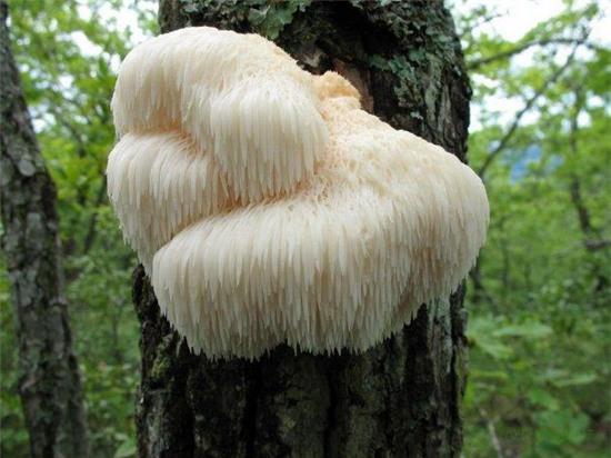 can canh loai nam co hinh dang la giong... dau khi hinh anh 8