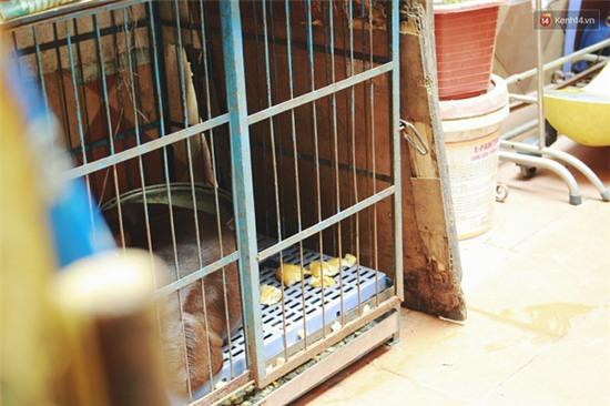 Vụ 4 con chó dữ xông vào cắn chủ qua lời kể đầy sợ hãi của những người chứng kiến - Ảnh 3.