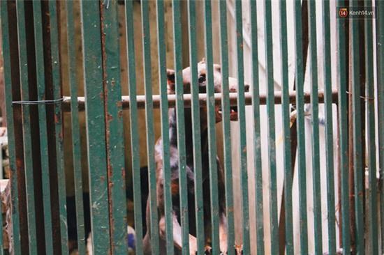 Vụ 4 con chó dữ xông vào cắn chủ qua lời kể đầy sợ hãi của những người chứng kiến - Ảnh 4.