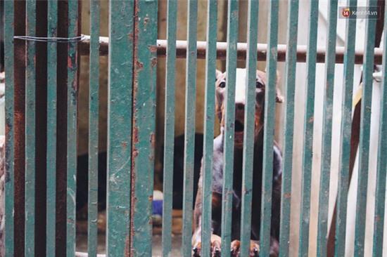 Vụ 4 con chó dữ xông vào cắn chủ qua lời kể đầy sợ hãi của những người chứng kiến - Ảnh 5.