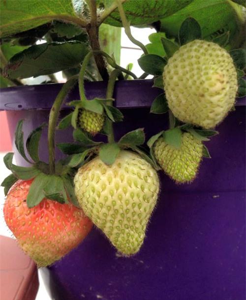 vuon-dau-chin-do-tren-san-thuong-cua-ba-me-dam-11