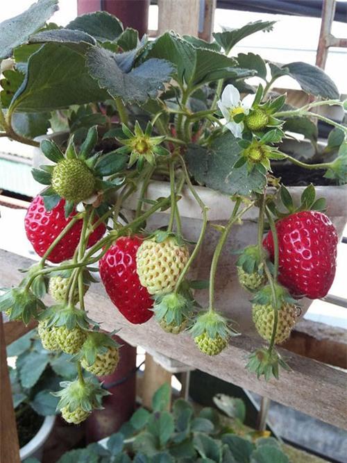 vuon-dau-chin-do-tren-san-thuong-cua-ba-me-dam-2