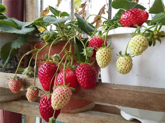 vuon-dau-chin-do-tren-san-thuong-cua-ba-me-dam-4