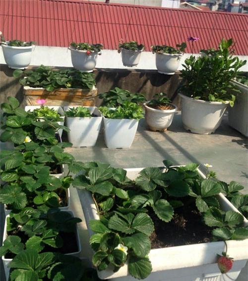 vuon-dau-chin-do-tren-san-thuong-cua-ba-me-dam-12