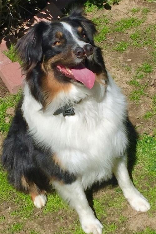 ky la chu cho co 2 chiec mui hinh anh 1