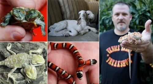 ky la chu cho co 2 chiec mui hinh anh 3