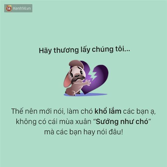 Tâm sự đầy đau khổ của một chú chó - Ảnh 15.