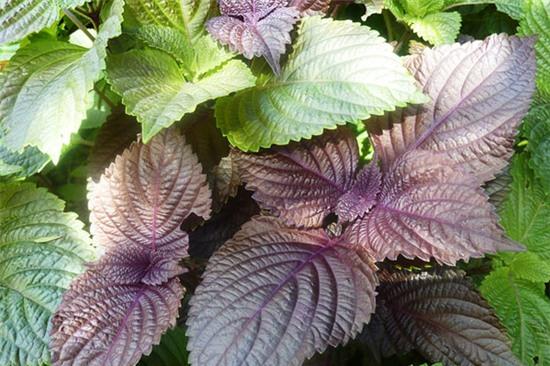 tía tô chữa bệnh