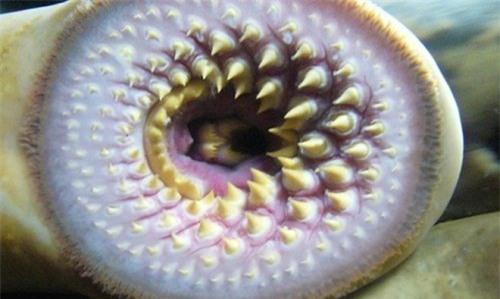 5 loai vat co ham rang dang so nhat hanh tinh hinh anh 1