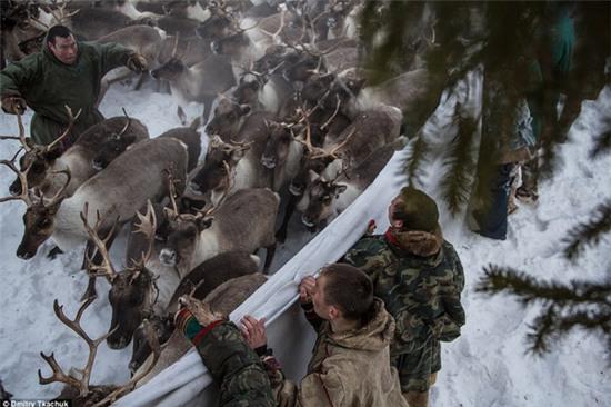 Chùm ảnh tuyệt đẹp về bộ tộc chuyên ăn thịt sống, uống máu tuần lộc - Ảnh 11.