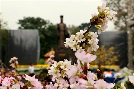  Một trong những chương trình chính trong khuôn khổ của sự kiện Tuần lễ văn hóa Việt Nam - Nhật Bản là hoạt động trưng bày hoa anh đào xung quanh khu vực vườn hoa Lý Thái Tổ, Hà Nội. 