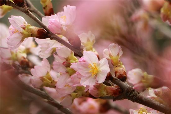  Những bông hoa anh đào Nhật Bản khoe sắc rực rỡ. 