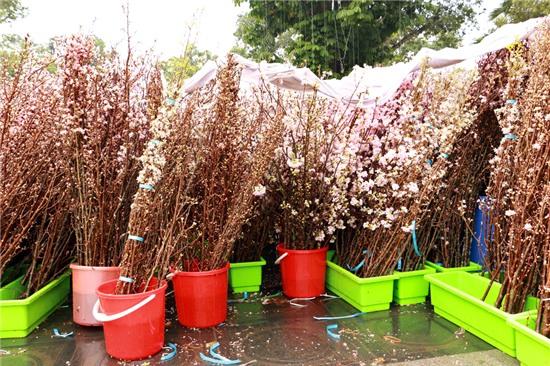Hơn 10.000 cành hoa anh đào được trưng bày và giới thiệu tới công chúng thủ đô trong đợt này. Bên cạnh đó, về phía Việt Nam, các nghệ nhân hoa cũng sẽ dàn dựng những tiểu cảnh hoa giới thiệu những loài hoa đẹp của Việt Nam.