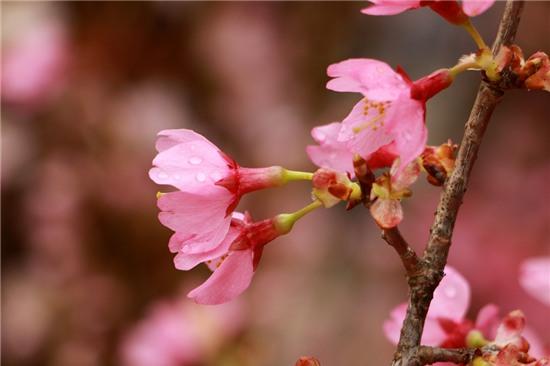 Hoa anh đào - quốc hoa của đất nước mặt trời mọc đang nở rực rỡ trong tiết xuân ở thủ đô Hà Nội