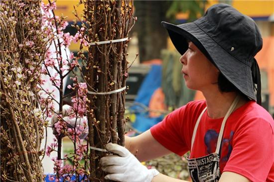  Một nữ chuyên gia về cắm hoa của Nhật Bản sẽ phụ trách toàn bộ việc dàn dựng, bài trí các tiểu cảnh hoa anh đào. 