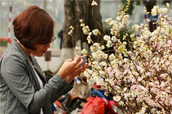 Ban tổ chức cho biết, trong buổi khai mạc, đại diện phía Nhật Bản sẽ trao tượng trưng cây anh đào cho TP Hà Nội, sau đó sẽ tiến hành triển khai trồng khoảng 200 cây hoa anh đào tại Công viên Hòa Bình, quận Bắc Từ Liêm.